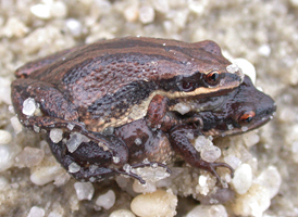 New Jersey Chorus Frog